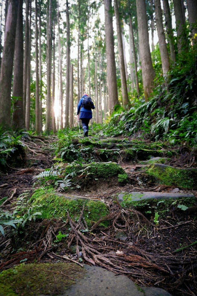 Hiker wearing a blue jacket and backpack walking uphill on a mossy forest trail surrounded by tall trees and green undergrowth with sunlight filtering through the canopy.