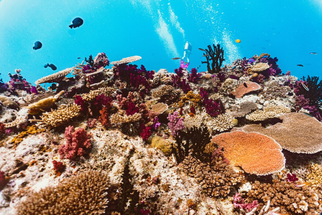 Rainbow Reef, Fiji