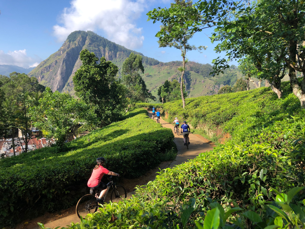 Group of cyclists riding along a dirt path through a lush tea plantation with a mountain in the background on a sunny day.